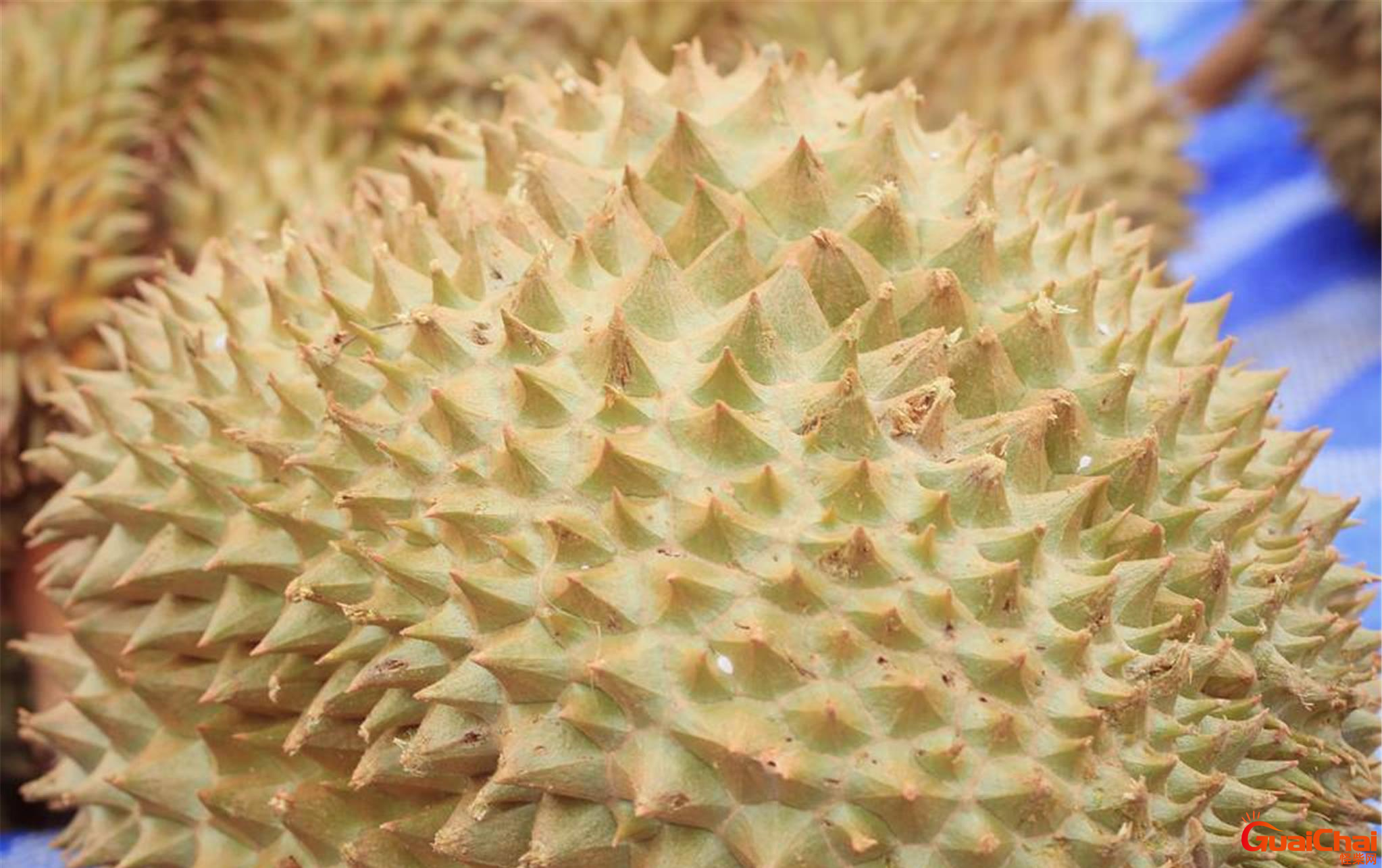 榴莲有点苦是什么情况?榴莲有点苦是的原因是什么？