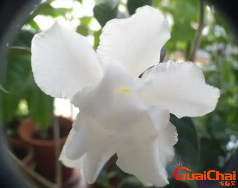 狗牙花花语别称 体态特征