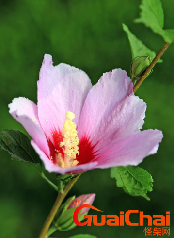 木槿花又叫什么花？木槿花什么时候开花？