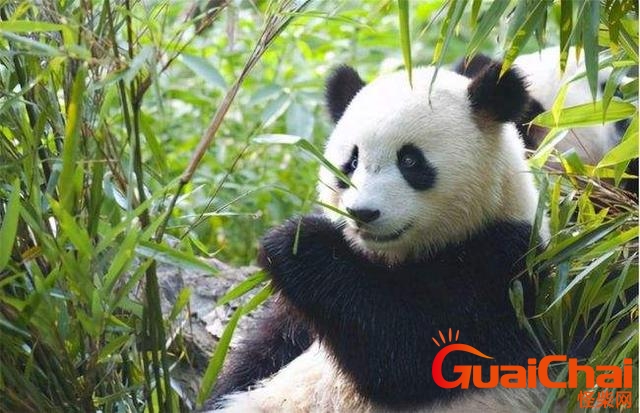 国宝大熊猫属于什么科动物？小熊猫属于什么科动物