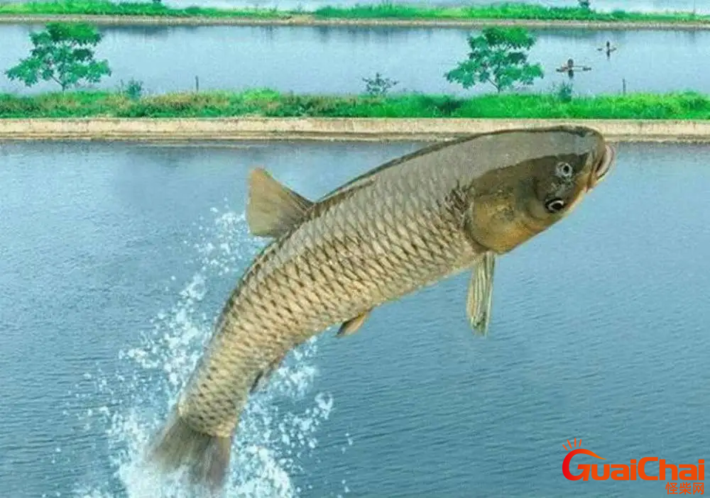四大家鱼分别是什么鱼？四大家鱼分别有哪些？