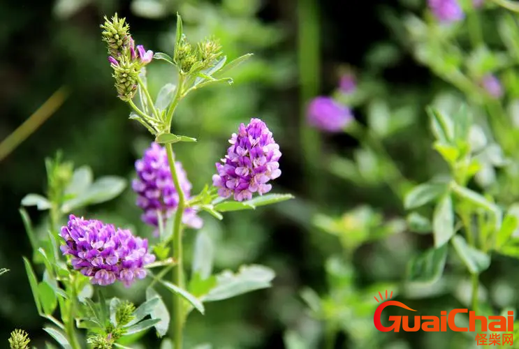 紫花苜蓿花期是什么时间？紫花苜蓿花什么时候开花？