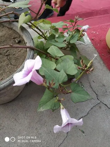 地瓜会不会开花？地瓜开花的样子是什么？