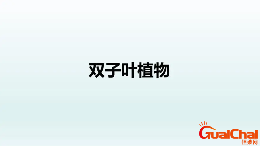 单子叶植物与双子叶植物有啥区别 解释单子叶植物与双子叶植物