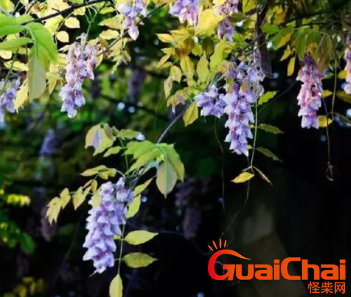 紫藤应该怎么种植？紫藤要如何管理养护？
