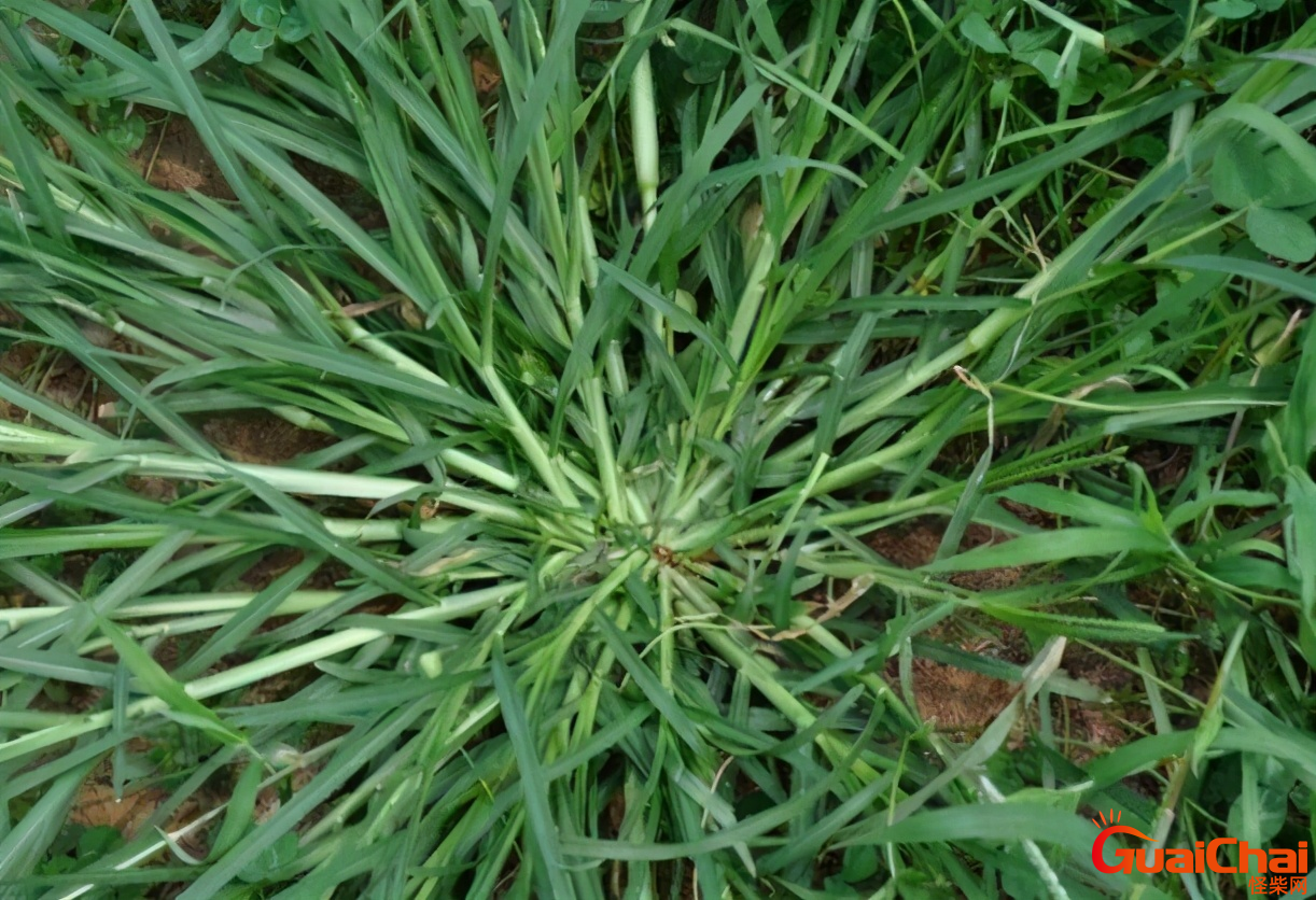 牛筋草图片 牛筋草怎么吃