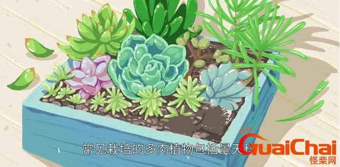 多肉植物有哪些品种？多肉植物的养殖方法和注意事项！