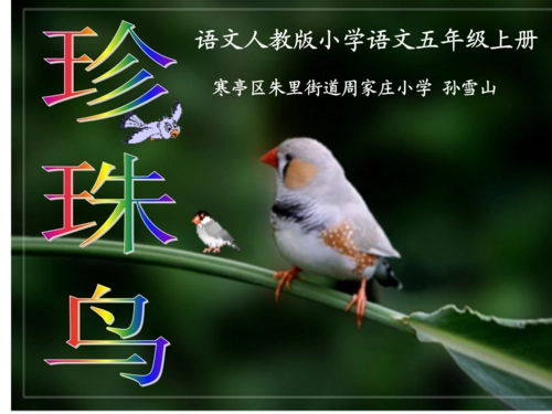 珍珠鸟的特点是什么？珍珠鸟有哪些特点？