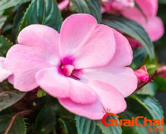 凤仙花品种有哪些？不同品种凤仙花如何？