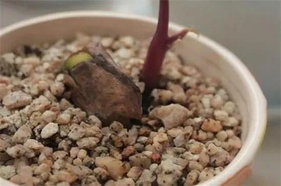 芒果种子如何种？芒果种子怎么育苗？