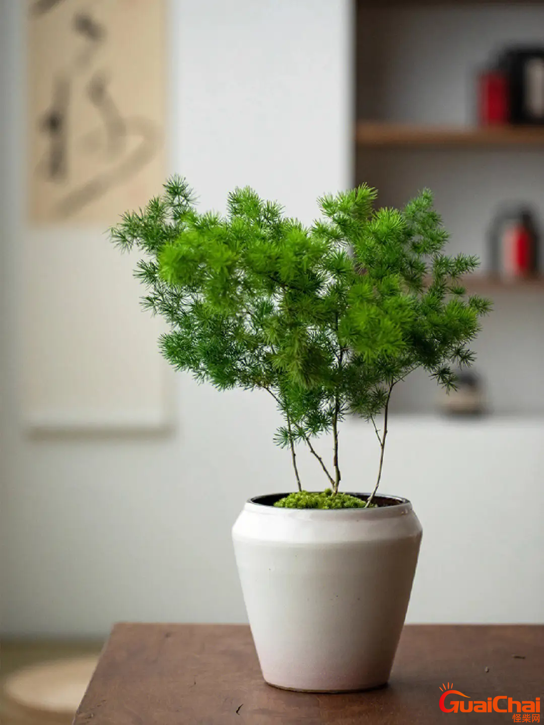 蓬莱松的养殖方法？蓬莱松盆景的养殖方法和注意事项