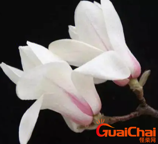 白玉兰怎么养殖？养白玉兰要注意什么？