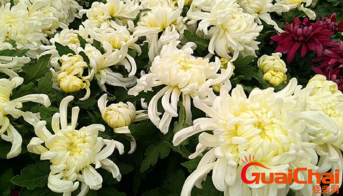 菊花的拼音怎么拼？菊花的拼音怎么写？