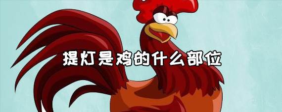 提灯是鸡的什么部位俗名？提灯是鸡的什么部位照片