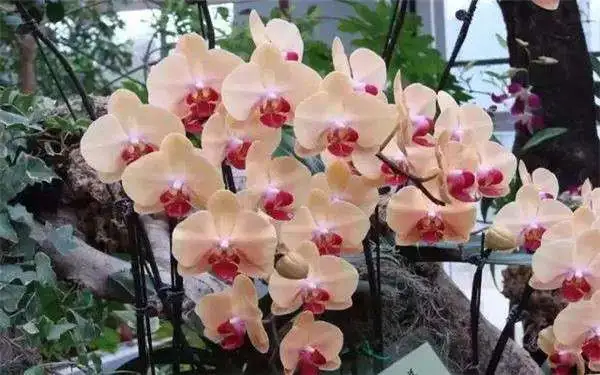 蝴蝶兰花叶子发黄应该怎么办？怎样调节水分及时追肥？