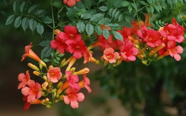 凌霄花的生长习性   凌霄花花语别称