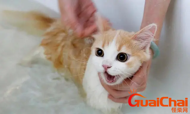 猫多长时间洗一次澡  猫咪应该多久洗一次澡