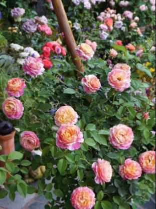 月季花简介 月季花不同颜色的花语