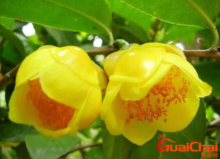 金茶花如何养护？金茶花的养殖方法？