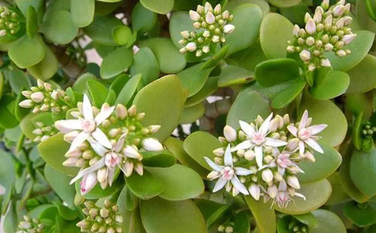 玉树花期一般多长时间？玉树花期什么时候？