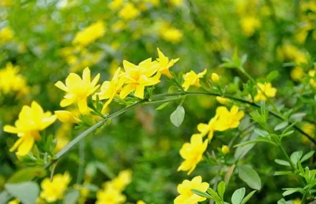 迎春花什么时候开放时间几点？迎春花什么时候开花几点钟开花