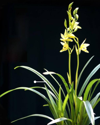 兰花花语 兰花的种类