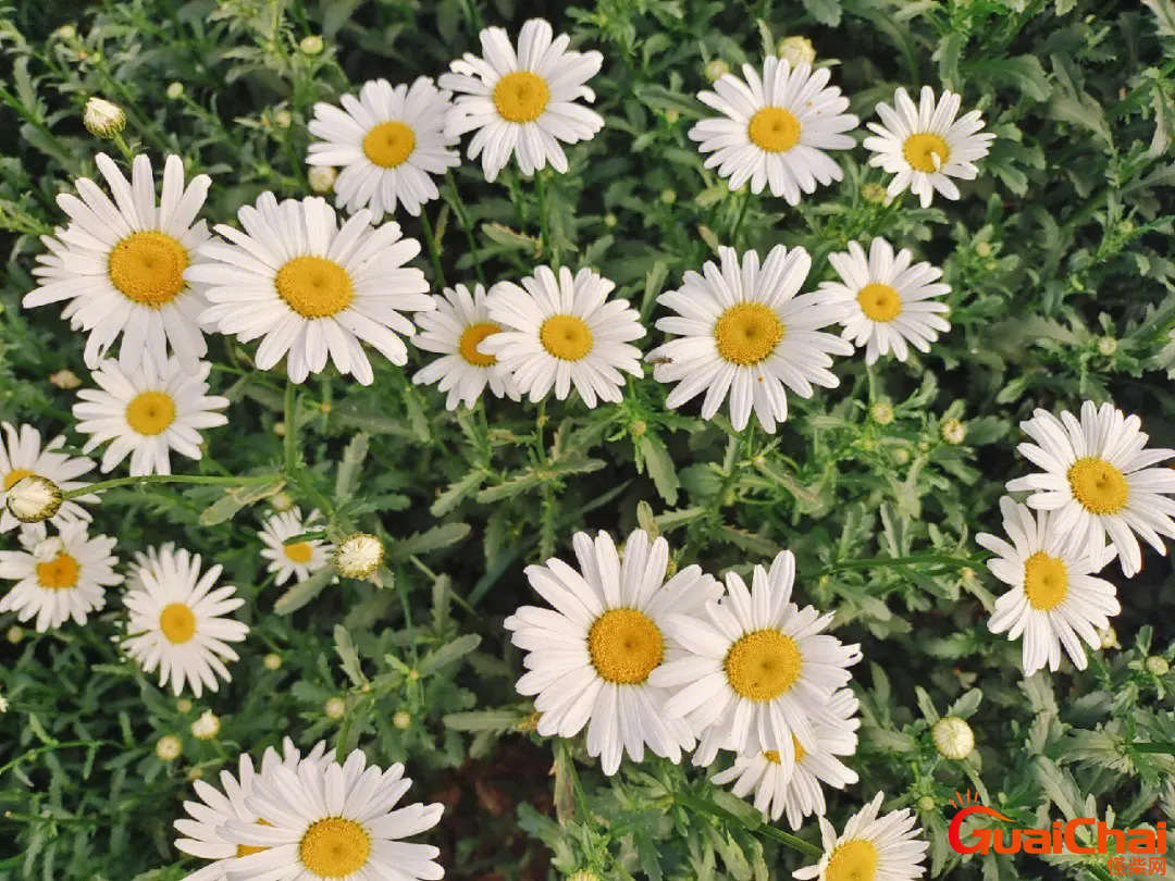 小雏菊花语是什么意思？小雏菊花语象征与寓意
