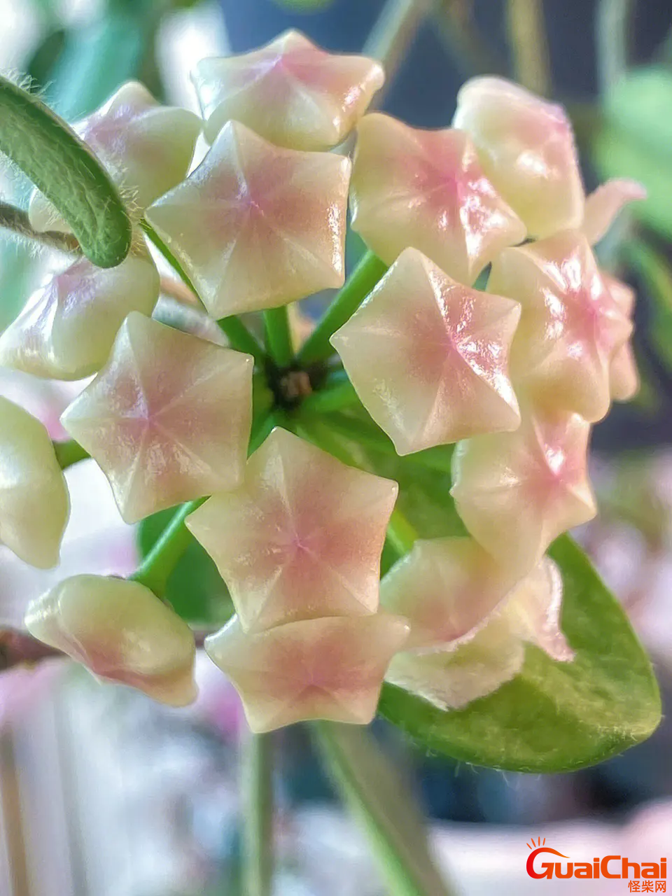 球兰图片 球兰的种植方法及养护