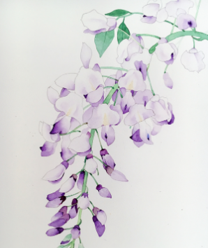 紫藤花花语别称  紫藤花生长习性