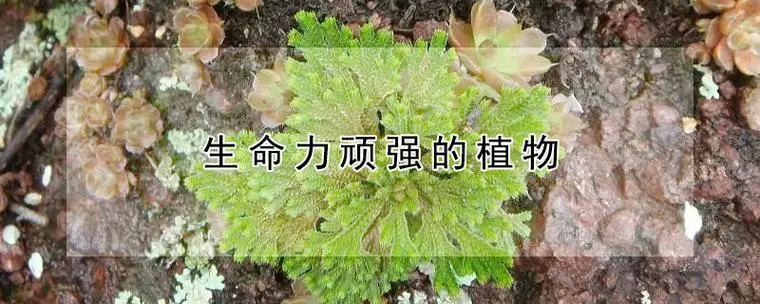 生命力顽强的植物有什么？哪些植物生命力顽强？