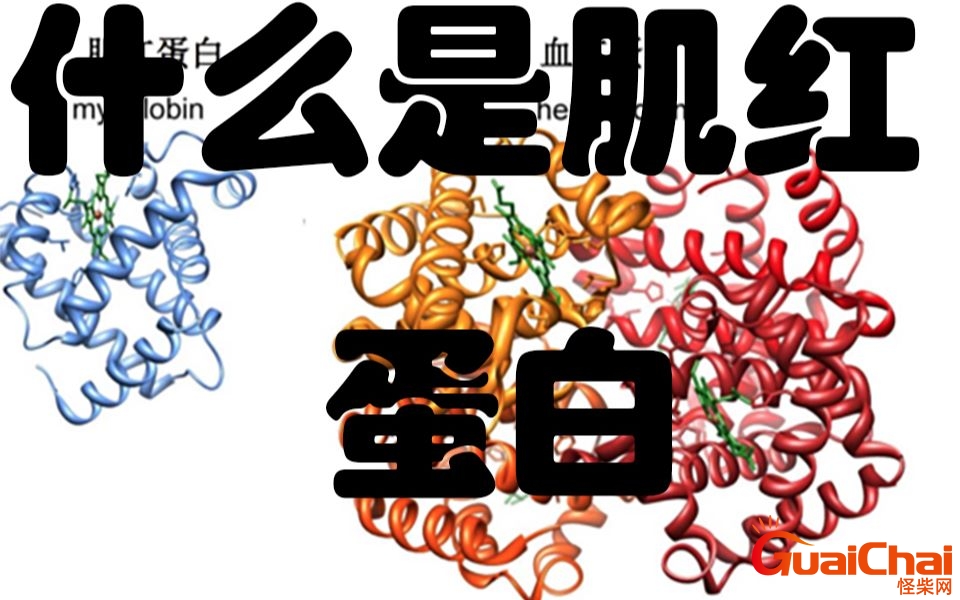 心肌肌红蛋白高是什么意思？肌红蛋白是什么