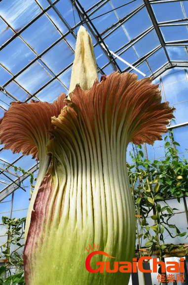 巨魔芋臭吗？世界上什么植物最臭？