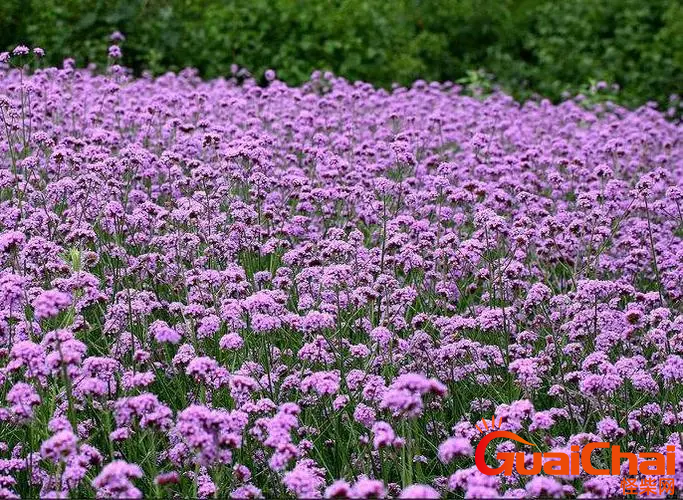 柳叶马鞭草是多年生的吗？柳叶马鞭是几年生？