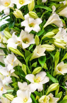 百合花简介 不同百合花对应的花语