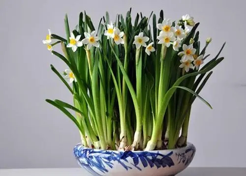 水仙花有毒吗可以在室内养吗？水仙花有毒吗对人有害吗