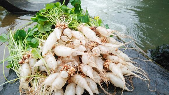 水晶萝卜是什么植物？水晶萝卜图片