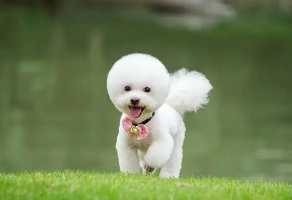 什么狗干净又好养