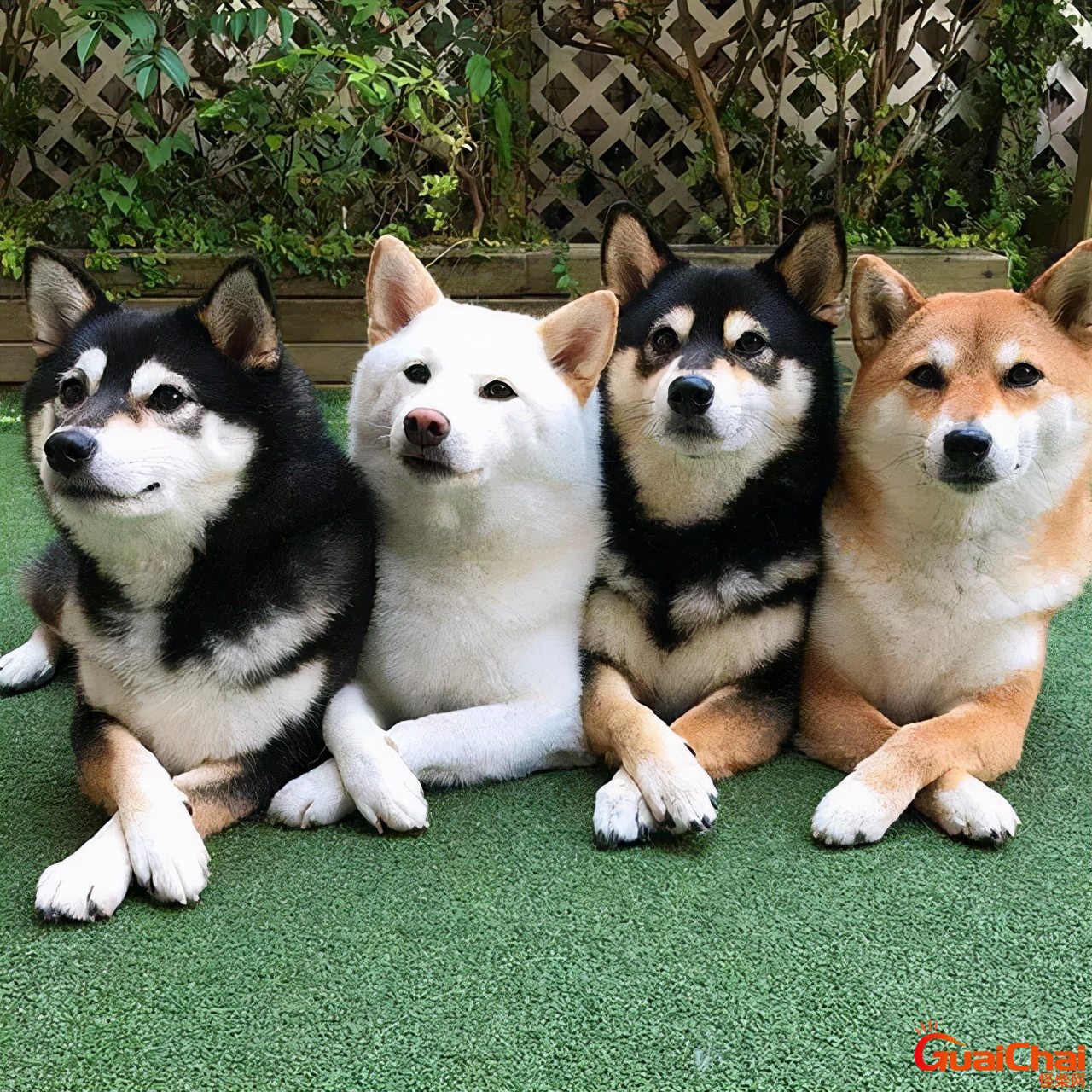 柴犬和秋田犬一样吗?柴犬和秋田犬的区别有哪些?