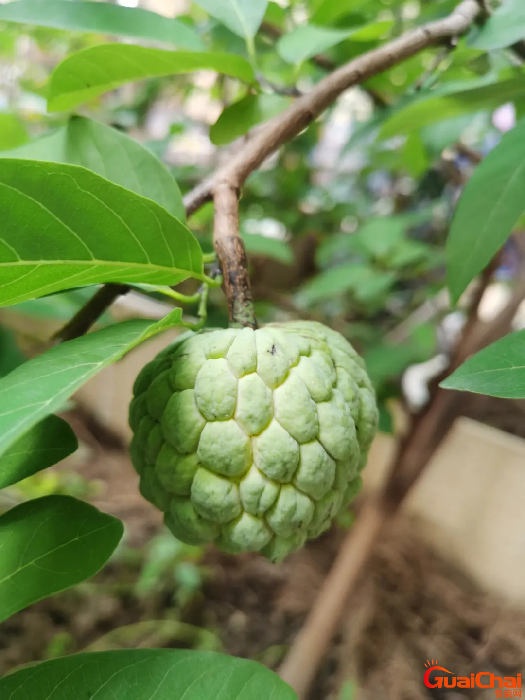 番荔枝的功效与作用 番荔枝怎么吃