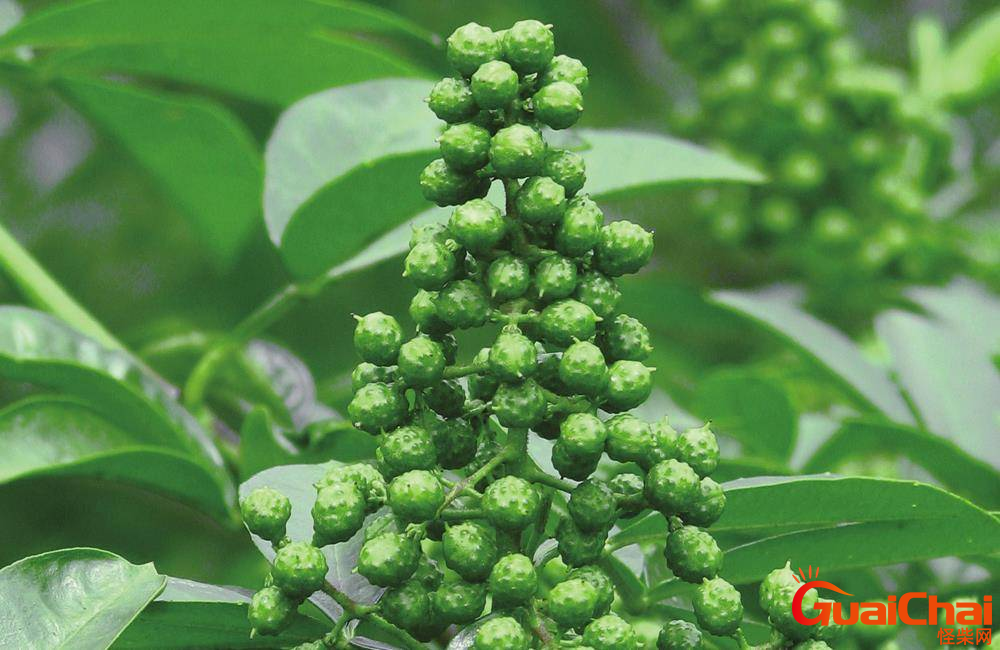 藤椒和花椒的区别是什么？藤椒和青花椒哪个更麻？
