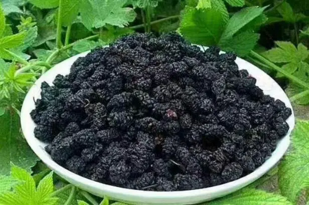 桑葚干的功效与作用是什么？桑葚干有哪些好处？