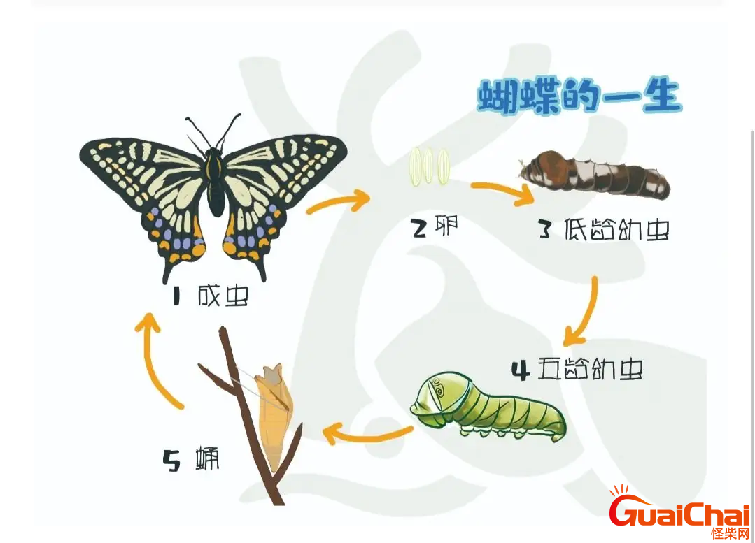 蝴蝶的生长过程是怎样的？蝴蝶的生长过程顺序图片 