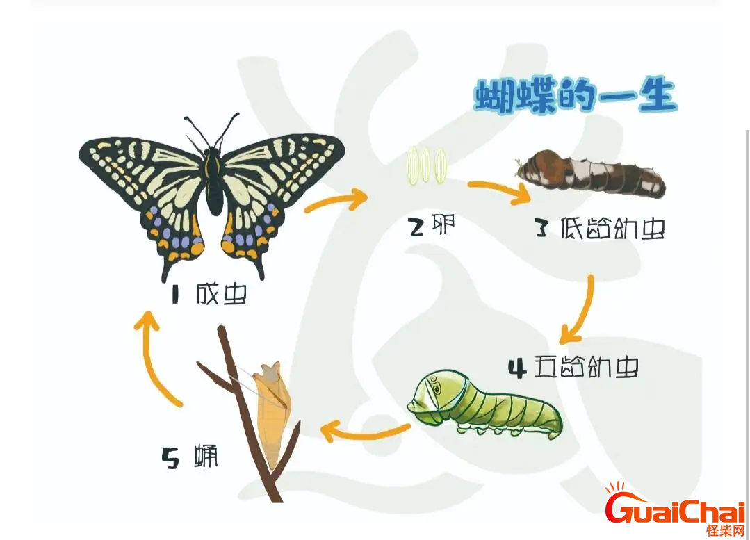 一只蝴蝶的生命周期-4921*4921-花瓣美素