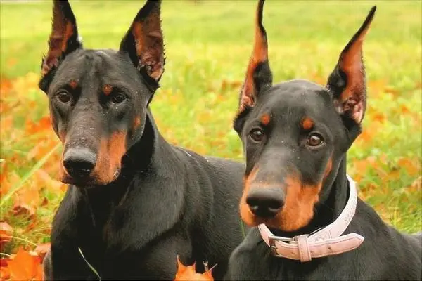 杜宾犬一般价格多少