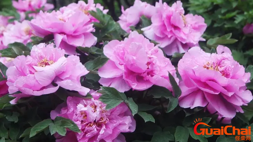 牡丹的开花季节是什么时候？牡丹在哪个季节开花？