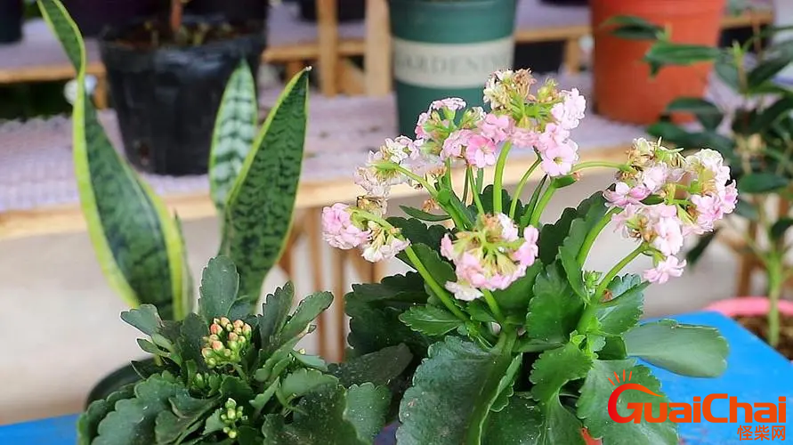 长寿花的花期是多久?长寿花的花期有多长？