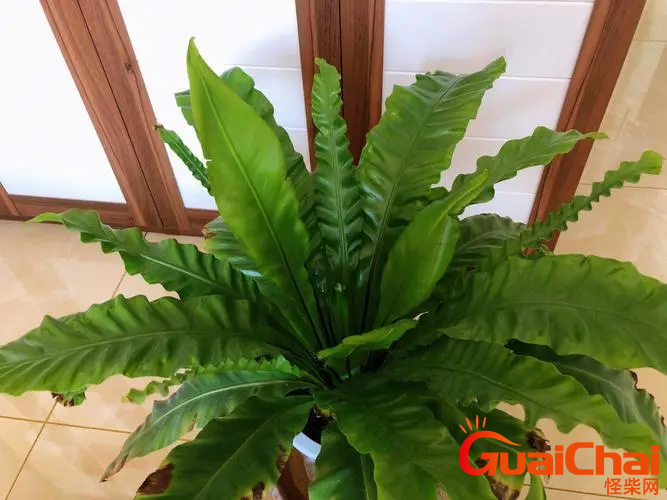 鸟巢蕨是啥植物？鸟巢蕨的作用和用途？