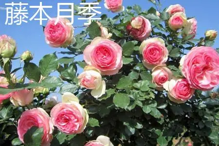 丰花月季是什么植物？丰花月季是藤本还是灌木呢？