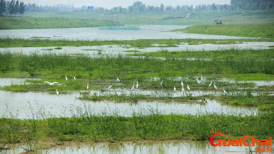 湿地有什么作用  湿地有哪些功能