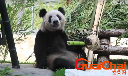 大熊猫丫丫为什么去的美国？现在回国了吗？状态如何？